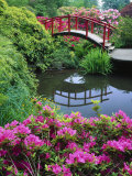 Azalées et le pont de la lune, jardin Kubota Photographie par Mark Windom