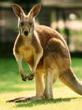 Peter Walton - Australian Kangaroo - Fotografik Baskı Peter Walton - Australian Kangaroo - Fotografik Baskı
