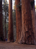 Promenade dans une forêt de séquoias géants Photographie