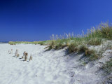 Sand Dunes and Marram Grass, West Sussex, UK Photographic Print by Ian West