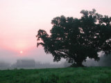 Foggy Sunrise and Oak Tree Photographic Print by Pat Canova