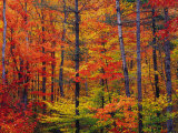Autumn Colors, New Hampshire Photographic Print by Jules Cowan