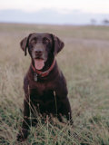 Happy Dog Photographie par Fogstock Llc 