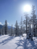Snow and Trees Photographic Print by Dean Berry