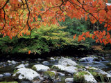 Dogwood in Fall Colour Over Middle Prong of Little River, USA Photographic Print by Willard Clay