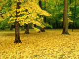 Willard Clay - Maple Leaves and Trees in Fall Colour at Funks Grove, Il Fotografická reprodukce Willard Clay - Maple Leaves and Trees in Fall Colour at Funks Grove, Il Fotografická reprodukce
