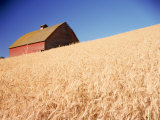 Barn in Wheat Field Fotografisk trykk av Dean Berry Barn in Wheat Field Fotografisk trykk av Dean Berry
