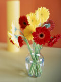 Red and yellow gerbera daisies Lámina fotográfica por Casey McNamara Red and yellow gerbera daisies Lámina fotográfica por Casey McNamara