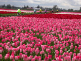 People Riding Through Tulip Field, Mt. Vernon, WA Photographic Print by Yvette Cardozo