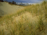 Grasses on Dunes Along Lake Michigan, MI Photographic Print by Willard Clay