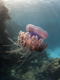 Mark Webster - Jelly Fish, St. Johns Reef, Red Sea - Fotografik Baskı Mark Webster - Jelly Fish, St. Johns Reef, Red Sea - Fotografik Baskı