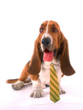 Dog with Dress Tie Photographie par Henryk T. Kaiser