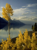 Evening Light on Aspen Trees Along the Shore of Jackson Lake, Wyoming Photographic Print by Willard Clay