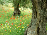 Wild Flowers in Olive Grove, Skiathos, Greece Photographic Print by Ian West