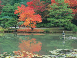 Japanese Tea Garden, WA Photographic Print by Jim Corwin