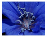 Blue Fairy Dust Photographic Print by Anna Williams