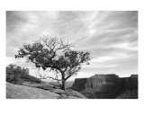 Lone Tree Over Canyonlands Photographic Print by Johnny Kurtz