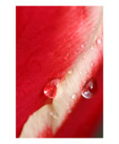 No Choice But To Cry Photographic Print by Oana G
