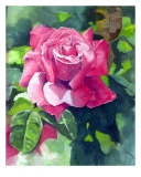Red Rose Giclee Print by Cindy Gilbane