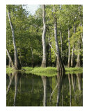 Early Morning In The Mississippi Swamps Photographic Print by Jeff Rollinger