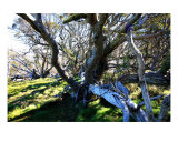 MO-03A Giants Photographic Print by Luke Kneale