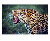 Leopard, Nairobi National Park, Kenya Photographic Print by Fernando Quevedo