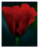 Arte floral: amapola roja Lámina fotográfica por Robert Sicotte