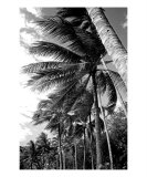 PO-07A Windy Palms Photographic Print by Luke Kneale