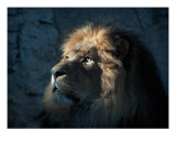 Lion Light Fotografie-Druck von Bill Stephens