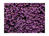 The Color Purple Photographic Print by John Gusky