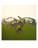 Leaf Giclee Print by Pamela Johnson