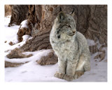 The Hiding Game Photographic Print by Bill Stephens
