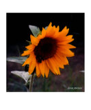 Tournesol Photographie par Jamie Atkinson