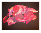 Pink Calla Lily Giclee Print by Brittney Peace