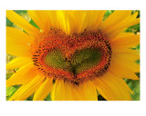 Wild Heart Photographic Print by Gina Signore