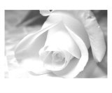 Virgin Photographic Print by Allyson Ricketts