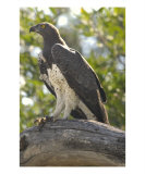 Marshall Eagle Photographic Print by Mark Levy