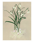 Snowdrops Giclee Print by Cindy Gilbane