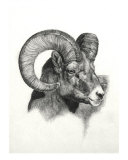 Ram reproduction procédé giclée par Heather Theurer