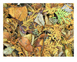 Forest Floor Lámina fotográfica por Gene Cyr Forest Floor Lámina fotográfica por Gene Cyr