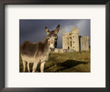 A Donkey Grazes in Front 17th Century Monea Castle, County Fermanagh, Ulster, Northern Ireland Posters by Andrew Mcconnell
