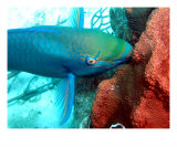 Parrotfish Flying And Munching Photographic Print by Bob Klemow