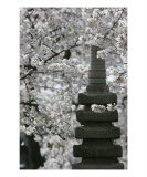 Cherry Blossom With Japanese Pagoda Photographic Print by William Luo