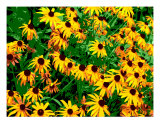 A Day Of Summer Sunshine Lámina fotográfica por Susan Lipschutz