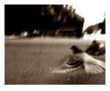 City Turmoil - Disturbed Pigeon Photographic Print by James Davidson
