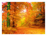 Vermont Autumn Photographic Print by Vicky Brago-Mitchell