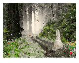 Strange Woods Photographic Print by Nicole Marques