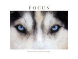 Focus - Concentration Is The Secret Of Strength Fotografisk tryk af Brian Horisk Focus - Concentration Is The Secret Of Strength Fotografisk tryk af Brian Horisk
