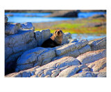 AI-11A Pup Photographic Print by Luke Kneale