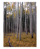 Aspen Forest Photographic Print by Shari Colwell